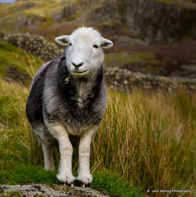 Herdwick Sheep Mug